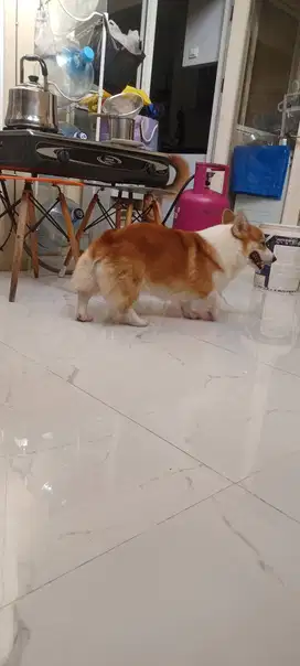 Corgy Jantan stambum cip