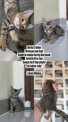 Lepas adopt kucing betina rumahan