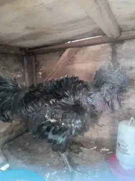 Di jual ayam walik hitam jantan dewasa