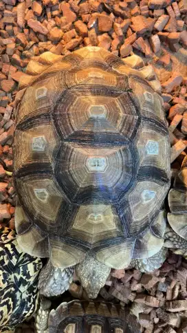 sulcata 38cm dan 36cm