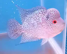 ikan louhan di Medan.