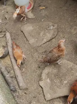 Anak ayam elba 1 bulan lebih