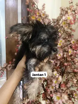 Anak Anjing Yorkie Murmer