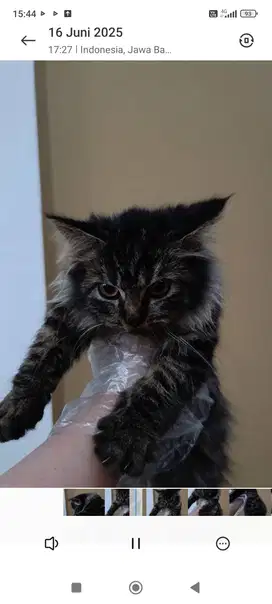 Kucing persia usia kurleb 6 bulan