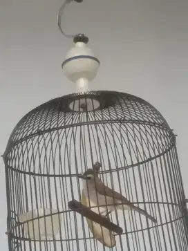 Crucuk Jatim Garuda