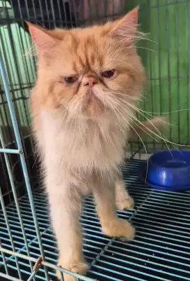 Kucing peaknose