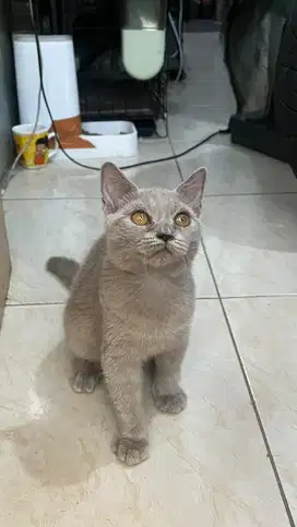 Kitten BSH Betina Lilac Cream