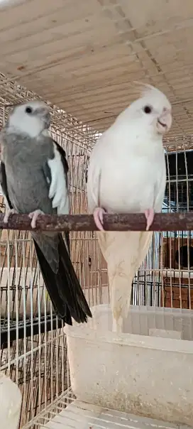 Pasangan siapan Falk WF X Albino MM