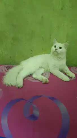 Kucing anggora jantan