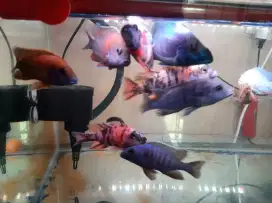 Dijual ikan Cichlid