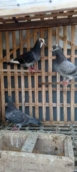 Burung Dara 3 ekor