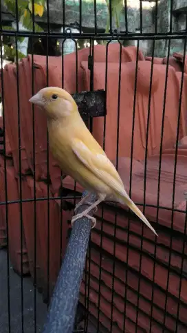 Burung kenari gacor