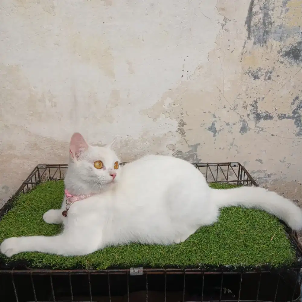 Kucing short hair putih betina