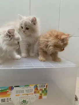 Kucing kitten Betina Persia long hair 2 bulan
