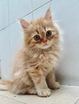 Kitten Persia red tabby long hair 2 bulan
