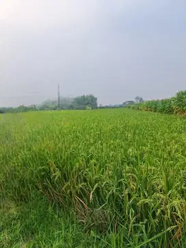 Dijual Tanah Persawahan