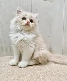 Kitten Persia long hair flat nose