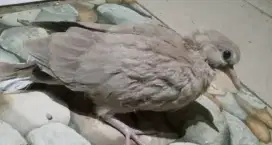 PUTER PELUNG & TEKUKUR ANAKAN