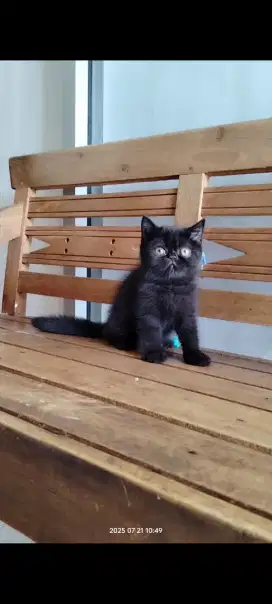 Kucing exotic short hair