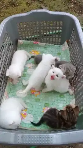 Kucing BSH kitten