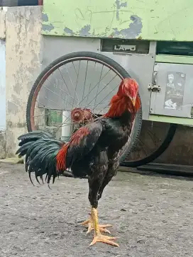 Ayam bangkok asli