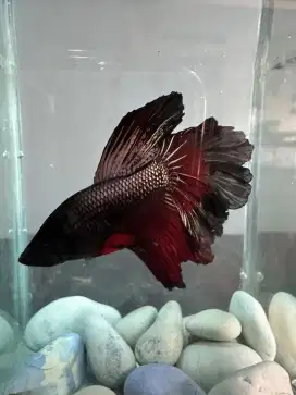 CUPANG HALFMOON BETTA