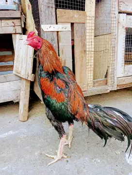 Ayam Magon jajangkar lepas
