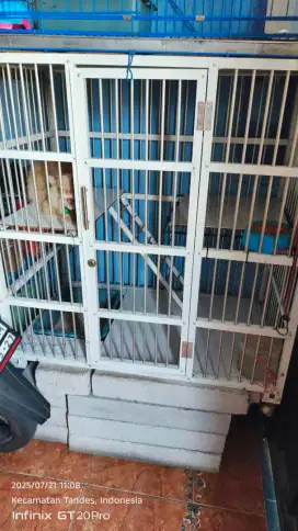 2 kandang + 2 kucing jantan