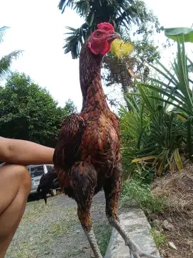 Ayam pama  x mangon