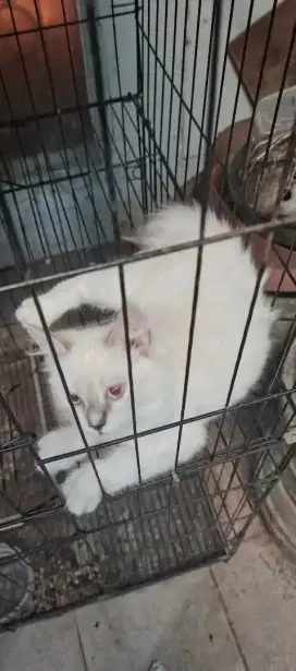 Anak kucing/ kitten