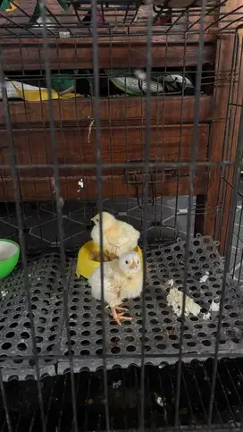 Hewan lucuuuu anak ayam dan kelinci
