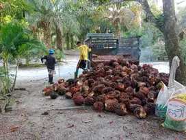 Lahan sawit 100 Ha panen 80 ton perbulan (Ahmad Dody)