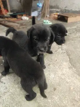 Anjing bali lucu free adopsi