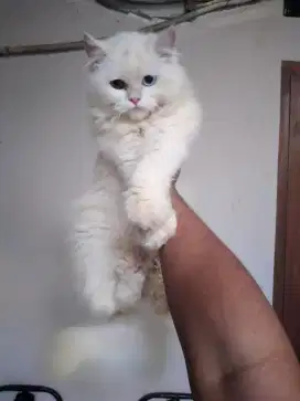 Kucing kitten persia odd eyes jantan