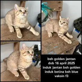 Kucing kitten bsh british shorthair pure