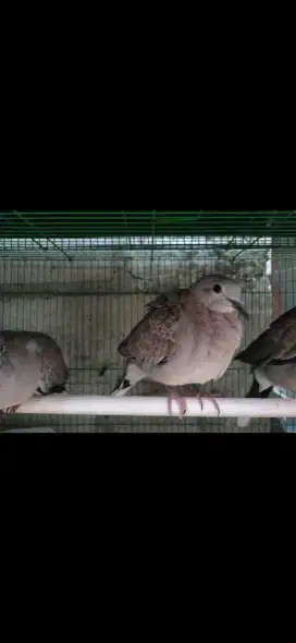BURUNG SILANGAN TEKUKUR DAN PUTER ( CUHU )
