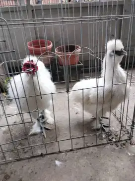 Ayam silky sepsang posisi lagi nelor.