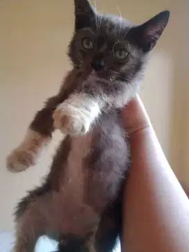 kucing mixdom(kampung Persia)
