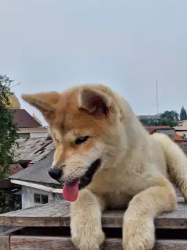 Japanese Akita inu betina