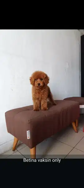 Toy Poodle Jantan