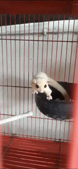 Sugar glider leucistic