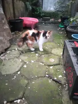 persia anggora 7bulan