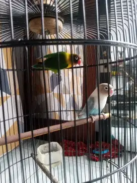 Burung Lovebird sepasang sama kandang
