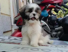 Anak Anjing Shihtzu