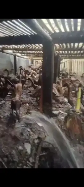 Bebek petelur usia 7 bulan