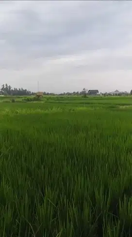 Tanah View Sawah Sukawati Ubud Sisa 1 Unit Saja