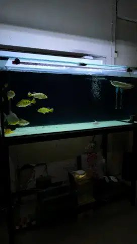 AQUARIUM PREDATOR 1 SET TINGGAL PAKAI