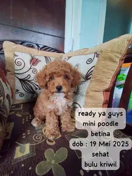 anak anjing poodle betina