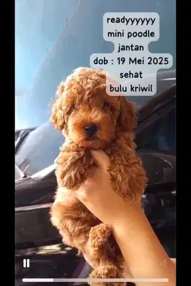 anak anjing poodle jantan
