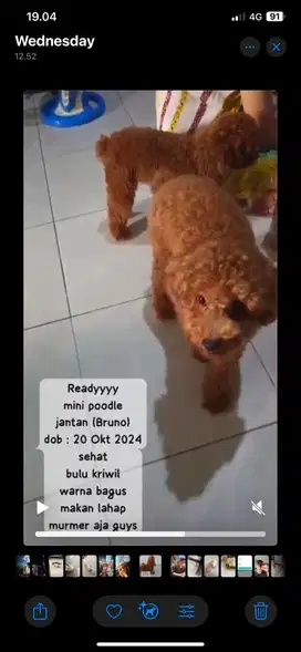 anjing poodle jantan